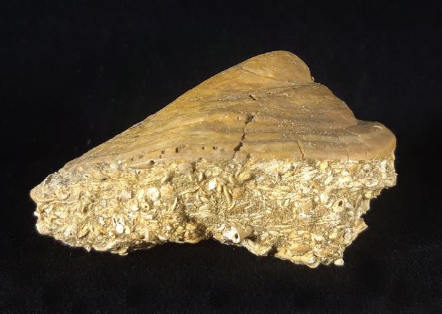 Velates perversus (GMELIN 1791) - Bild © FossNet FossilienStore